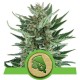 Royal Cheese Auto - Royal Queen Seeds